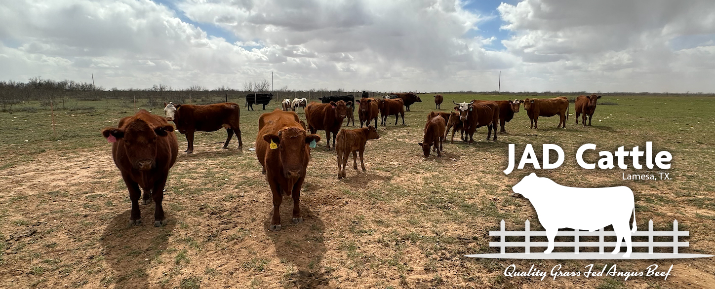 cows in pasture